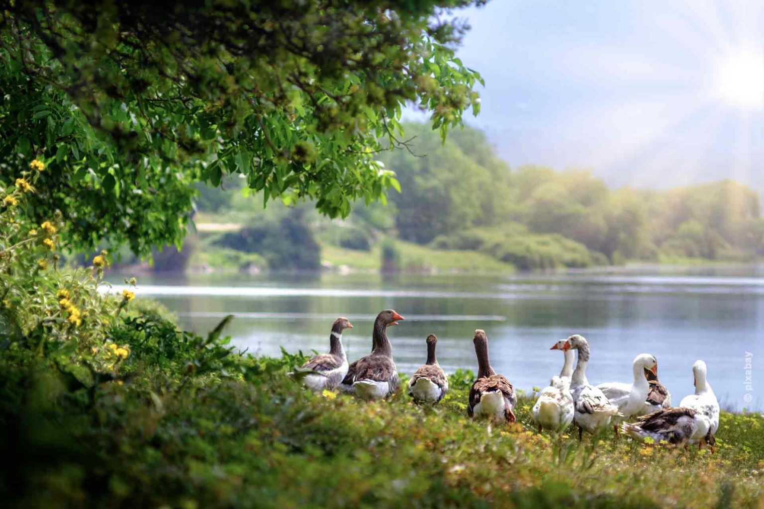 Une famille de canards se tient au bord du lac.